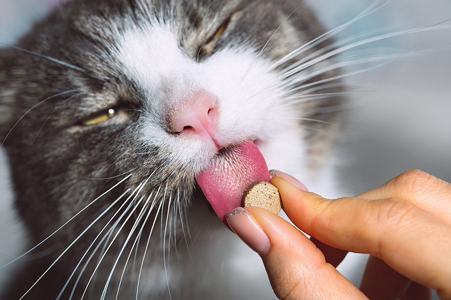 Medicijnen - Supplementen kat