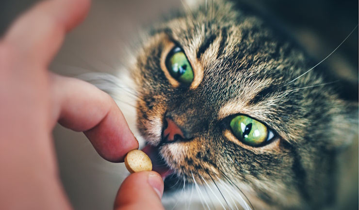 Wormcheckkit Kat Jaarpakket - Kat eet pil istock 649889912 740x433 5 - ONT011