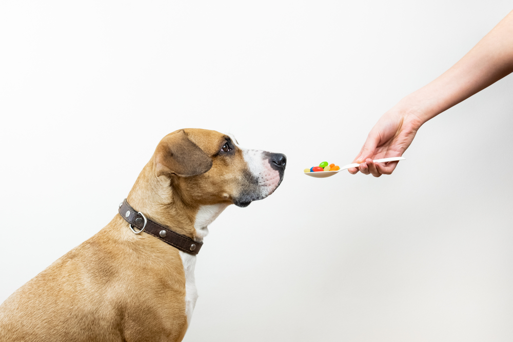 Medicijnen - Supplementen hond